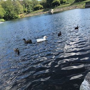 Meet your Posher, Silvia